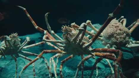 japanese spider crab, marine crab species. close-up shot