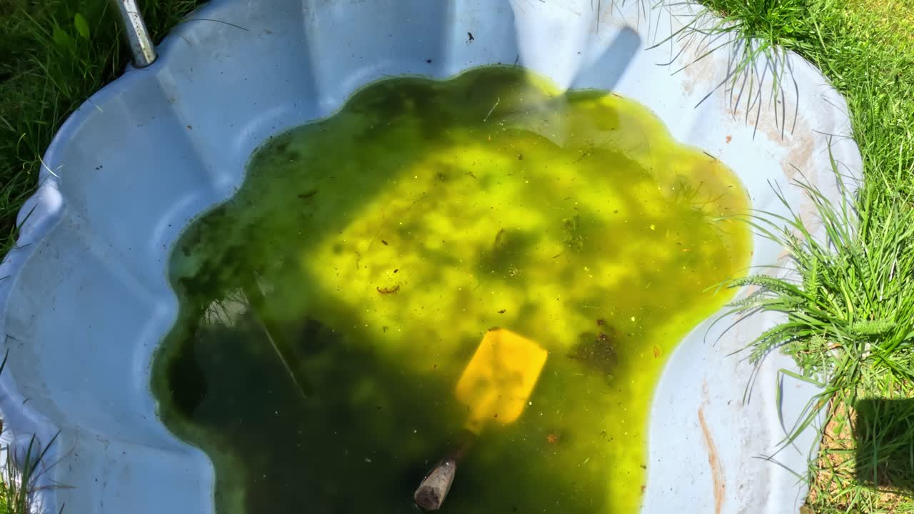 Small Plastic Pool Filled With Stagnant Algae-covered Green Water With Garden Tool Submerged Inside, Surrounded By Overgrown Grass. high angle shot