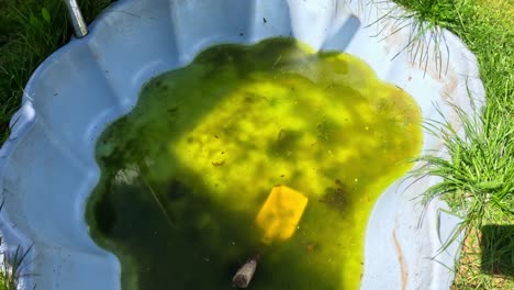 small plastic pool filled with stagnant algae-covered green water with garden tool submerged inside, surrounded by overgrown grass. high angle shot