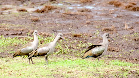 group of three hadada ibises resting next to muddy wetland area, telephoto