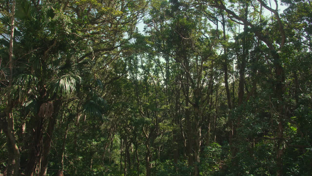 Steady cam shot front forward. Beautiful luxurious nature with sunshines through the leaves. Mountain Austin road, Victoria Peak, Hong Kong. Cinematic high dynamic range shot.