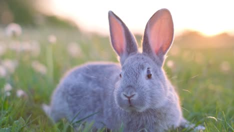 a grey rabbit in the grass at sunset