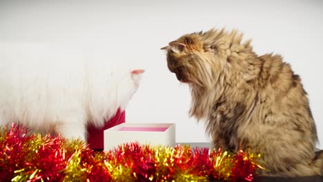 celebrar la navidad con un encantador gato persa y una hermosa caja de regalos: 4k