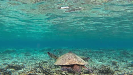 Eine-Majestätische-Männliche-Karettschildkröte-Schwimmt-über-Einem-Korallenriff-Unter-Der-Oberfläche,-Umgeben-Von-Klarem,-Blauem-Wasser