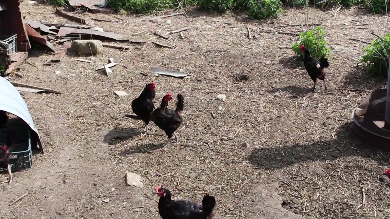 gallinas cloqueando en el corral