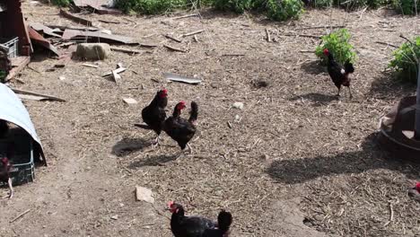 Gallinas-Cloqueando-En-El-Corral