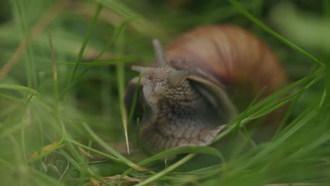 Essbare-Schnecke-Mit-Augententakeln-Breitet-Sich-Langsam-Aus