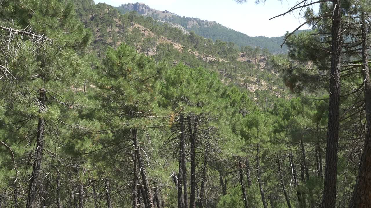 bosque de pinos en la ladera de una colina, con montañas escarpadas al fondo bajo un cielo despejado