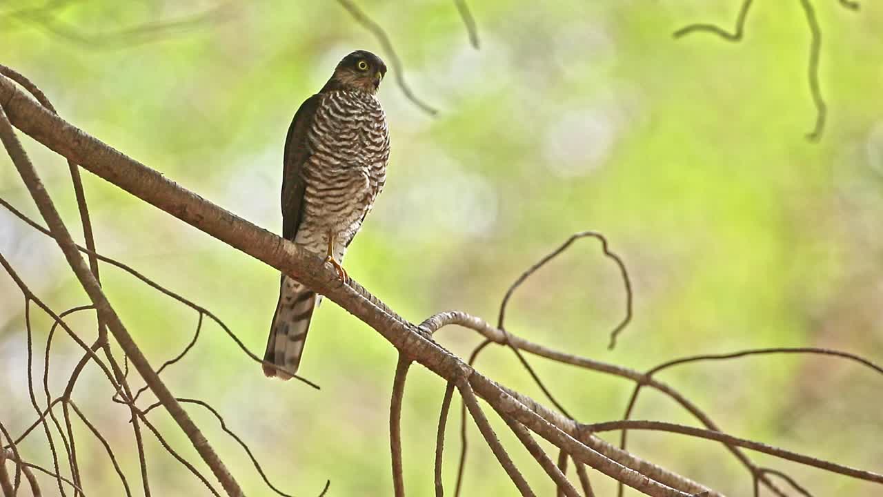 Male Sparrowhawk is perched on a tree,