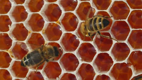 abejas en panal