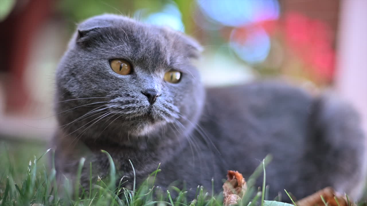 Gatto Scottish Fold con occhi arancioni che sbadiglia e si riposa sull'erba in un giardino