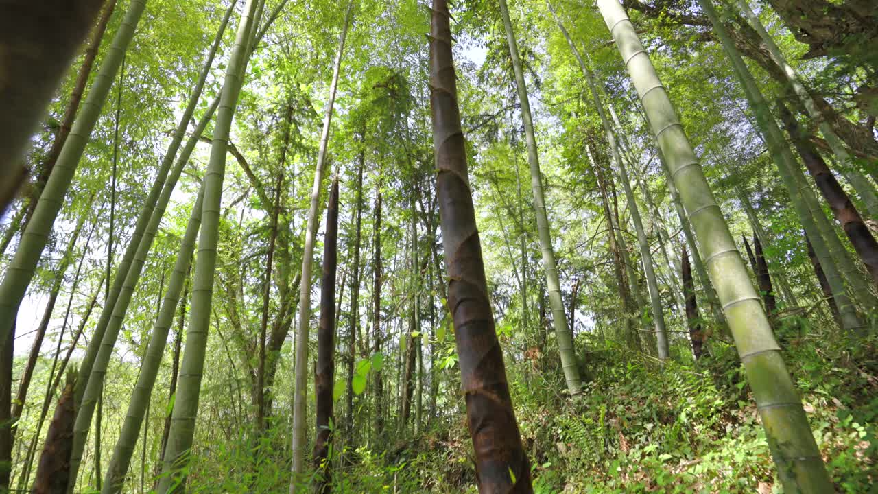 Spring has arrived, and bamboo shoots in the bamboo forest begin to grow rapidly, growing upwards and naturally