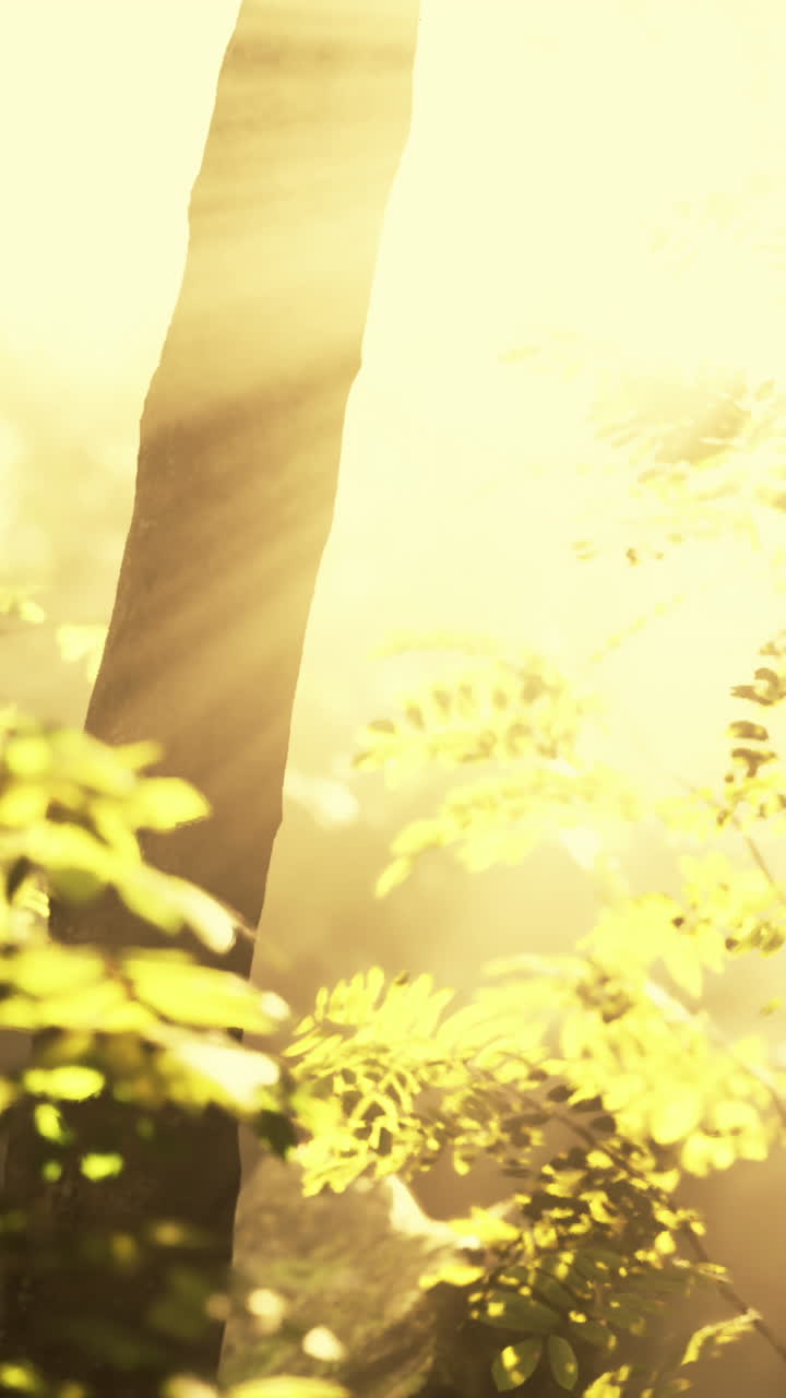 안개 숲에서 마법의 빛