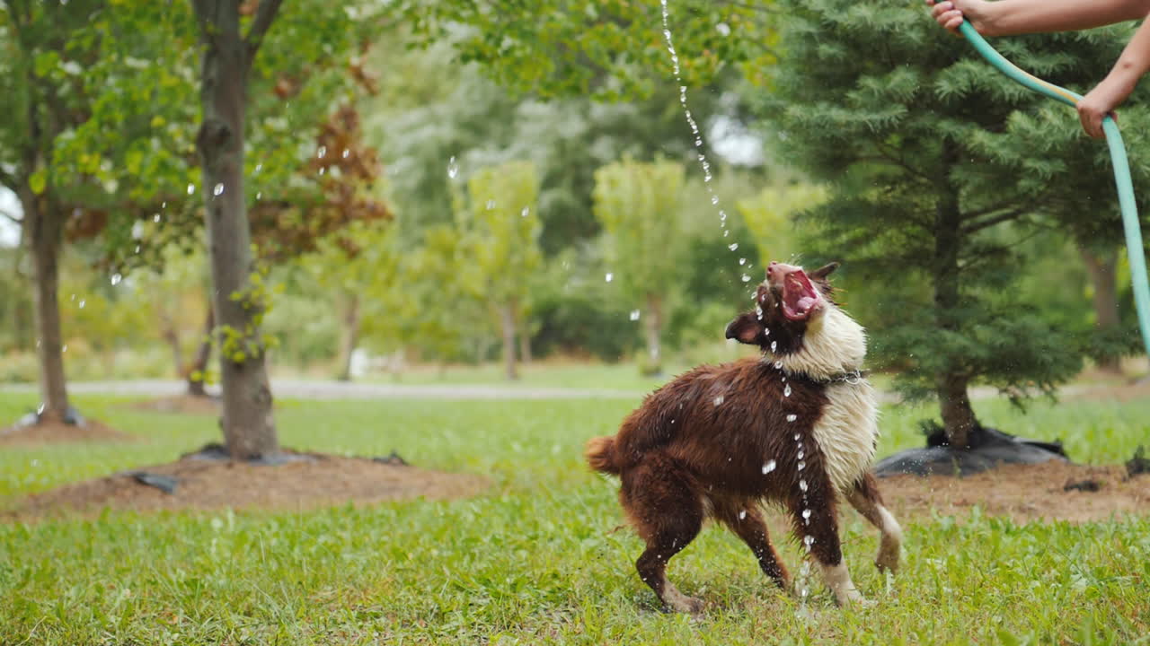perro gracioso jugando con una manguera de jardín saltando alto agarrando un chorro de agua