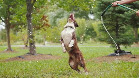 Lustiger-Hund,-Der-Mit-Einem-Gartenschlauch-Spielt,-Der-Hoch-Springt-Und-Einen-Wasserstrahl-Greift