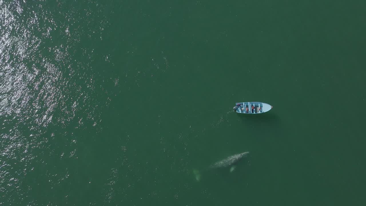 ballena gris saltando en un bote pequeño, vista aérea de arriba hacia abajo con espacio para copiar