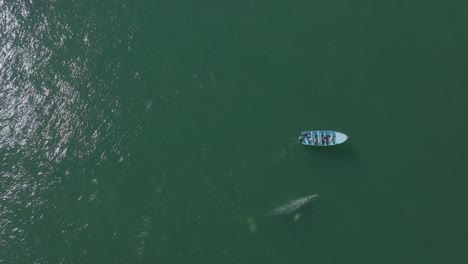 Ballena-Gris-Saltando-En-Un-Bote-Pequeño,-Vista-Aérea-De-Arriba-Hacia-Abajo-Con-Espacio-Para-Copiar