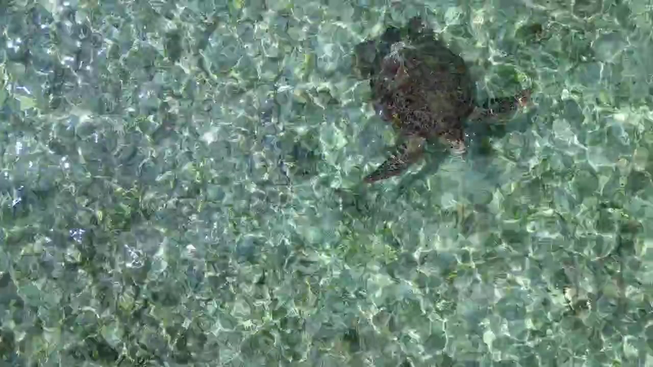 Wildlife green sea turtle swimming freely in shallow, clear turquoise ocean water over a visible seabed, representing marine life and conservation. Smooth aerial view drone top down Above view