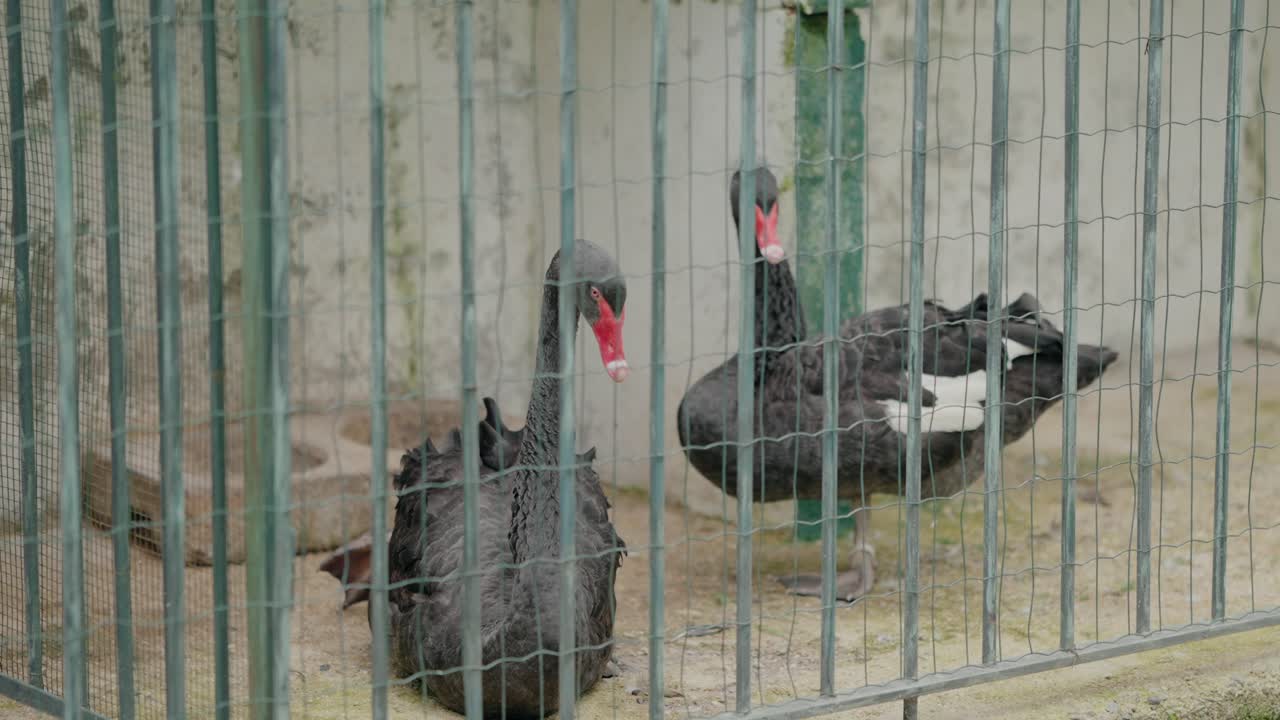 Two black swans with red beaks resting behind a wire fence in an enclosed space