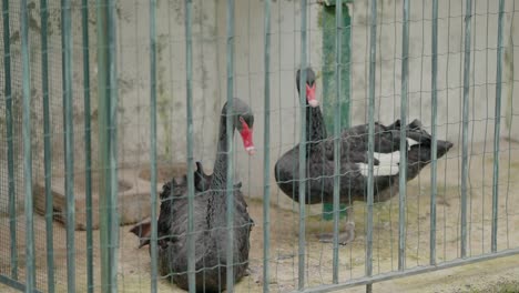 two black swans with red beaks resting behind a wire fence in an enclosed space