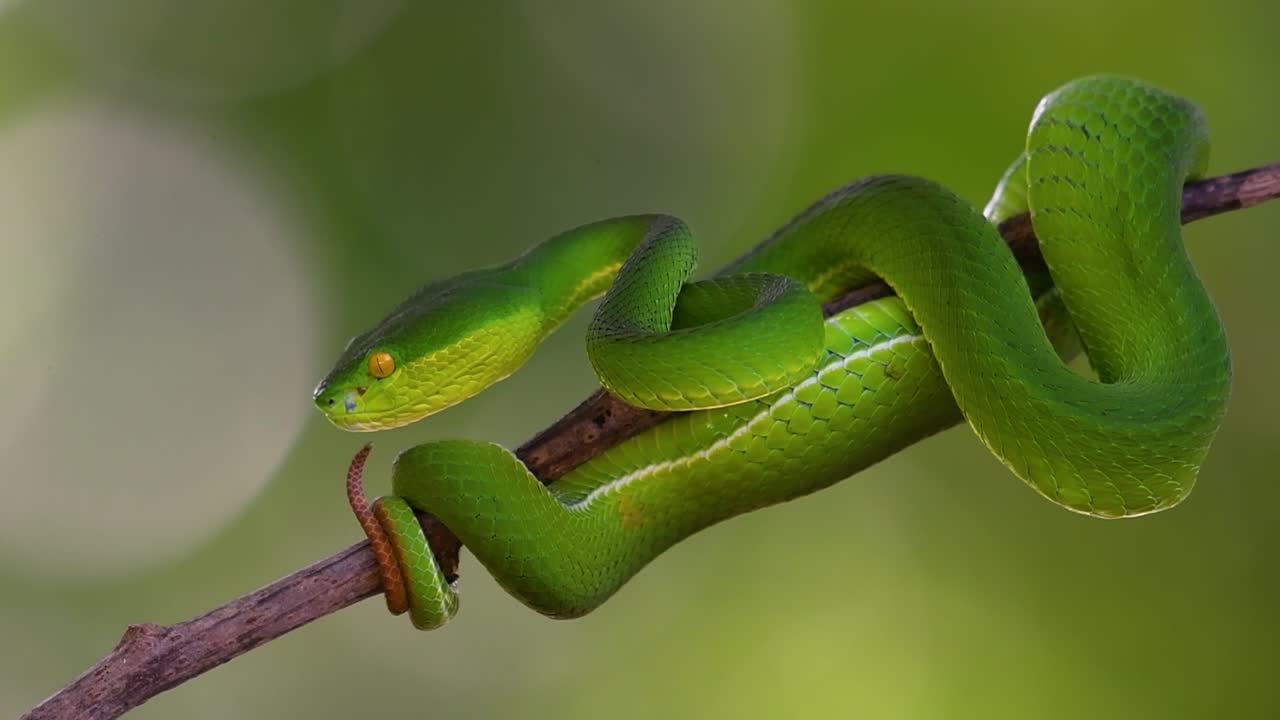 белощекая питвипер - ядовитая питвипер, эндемик юго-восточной азии, часто встречается ночью, поджидая на ветке или сучьях дерева вблизи водоема с большим количеством пищи.