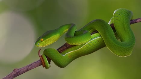 la víbora de labios blancos es una víbora venenosa endémica del sudeste asiático y a menudo se encuentra durante la noche esperando en una rama o rama de un árbol cerca de un cuerpo de agua con muchos alimentos