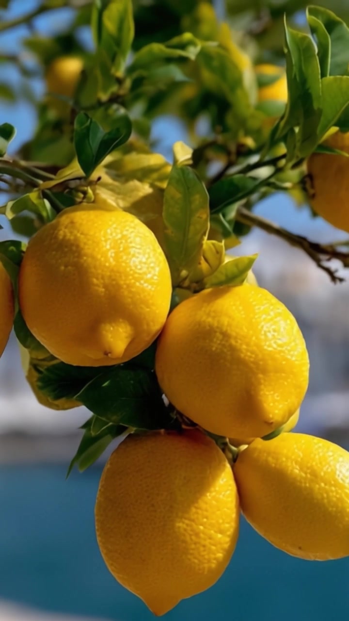 Un grappolo di limoni freschi e maturi appesi con grazia a un ramo verde vibrante, con uno sfondo leggermente sfocato che ne evidenzia il succoso colore giallo