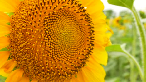 campo de agricultura con girasoles