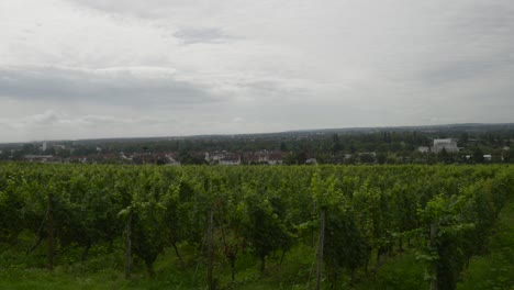 Time-lapse-of-a-green-wineyard-on-a-grey-cloudy-day-with-houses-and-streets-in-the-background,-copy-space