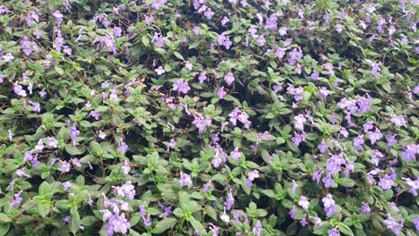 the beautiful flowers and grass beds of cameron highlands malaysia