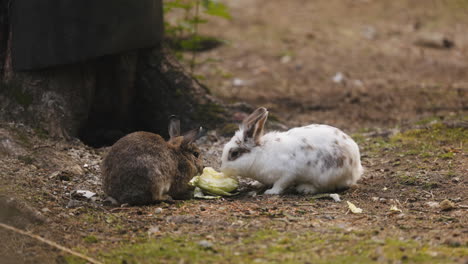 Dos-Conejos-Comiendo-Deliciosamente-Y-Compartiendo-Una-Ensalada,-En-Cámara-Lenta