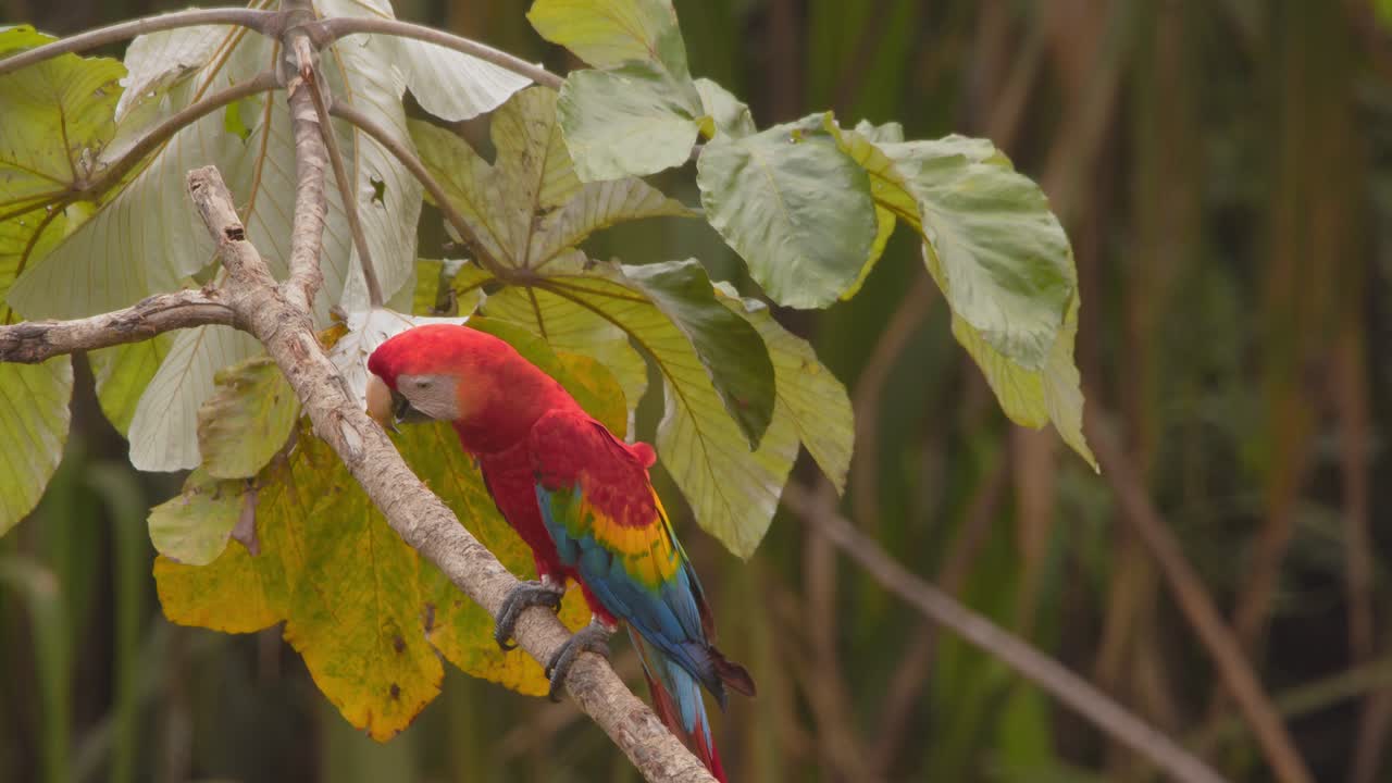 Single Bright Scarlet Macaw sits in a Branch of a Broad leaf tree carefully observing the rainforest below