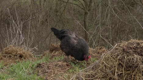 Freilaufende-Schwarze-Henne-Mit-Rotem-Kamm-Auf-Nahrungssuche-Im-Bio-Stroh