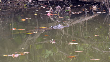 Alligator-slowly-swimming-along-surface-of-water-with-autumn-leaves-scattered-on-the-river