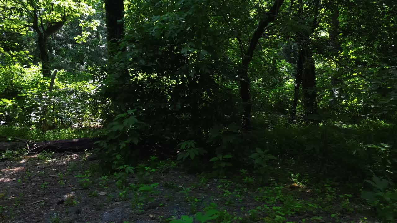 Ripresa soggettiva a mano, camminando su un sentiero escursionistico sterrato attraverso una pineta ad Atlanta, GA