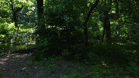 Pov-point-of-view-handheld-shot-walking-on-dirt-hiking-trail-through-pine-trees-forest-woods-in-Atlanta,-GA