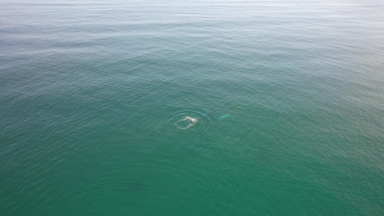 Humpback Whale Diving Deep in Cabarita Beach, Tweed Shire, Bogangar, Northern Rivers, New South Wales, Australia Aerial Shot