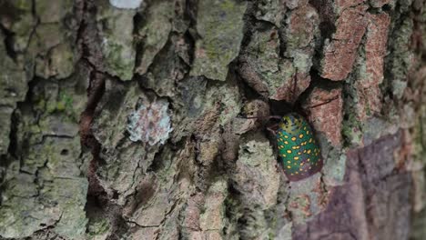 Zoomed-out-as-it-is-looking-up-towards-the-camera,-Saiva-gemmata-Lantern-Bug,-Thailand