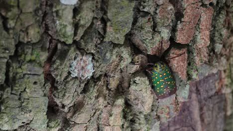 zoomado hacia fuera mientras mira hacia la cámara, saiva gemmata lantern bug, tailandia