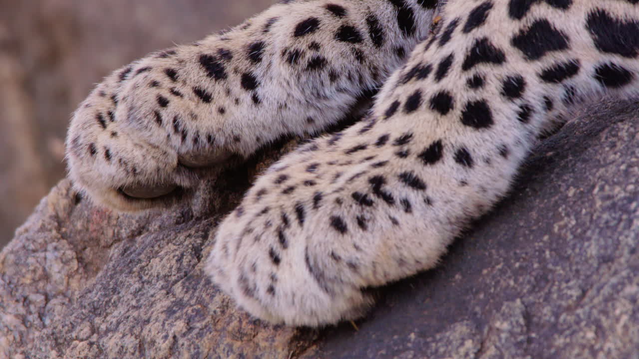 Zampe di leopardo che riposano su una roccia nella savana a mezzogiorno