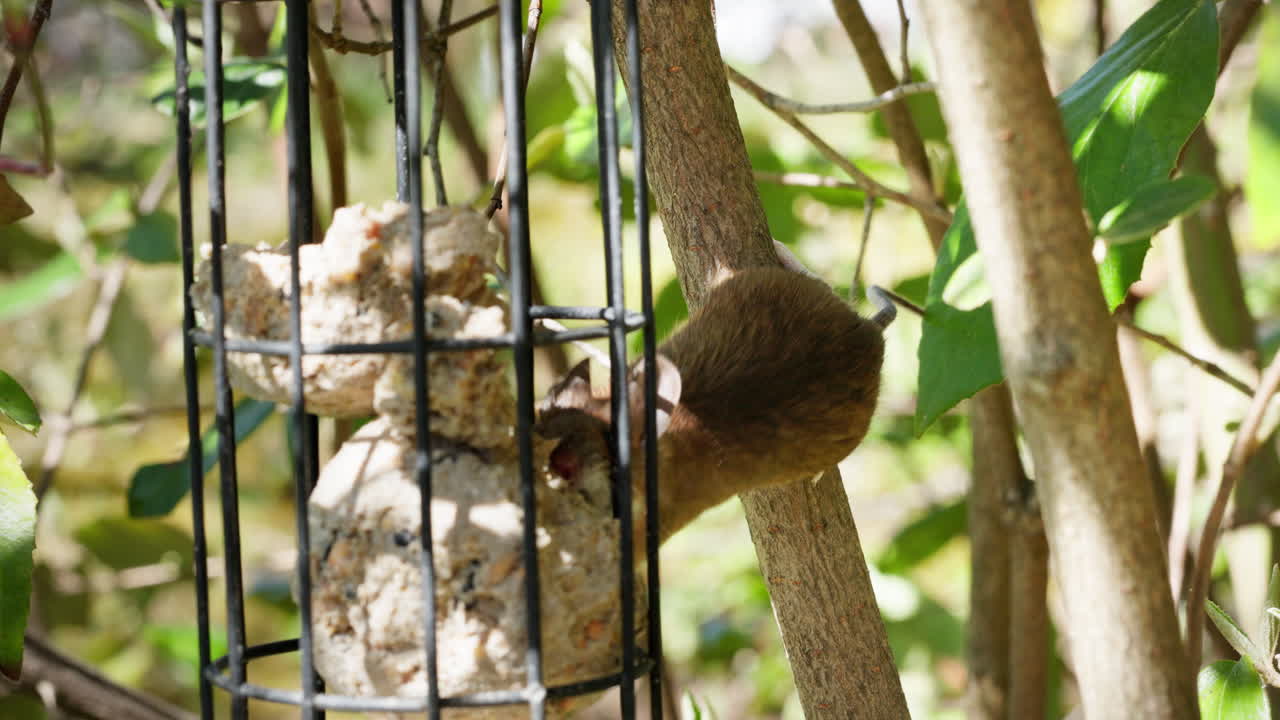 Wood mouse runs up a branch in a bush to get bird food. It has to stretch a lot to reach some of the bird food. Later it eats the bird food.