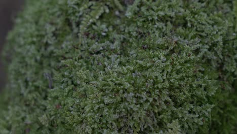 in the doftana valley in romania, i found a raw green cork muscle. it has a beautiful texture and is pleasant to the touch.
