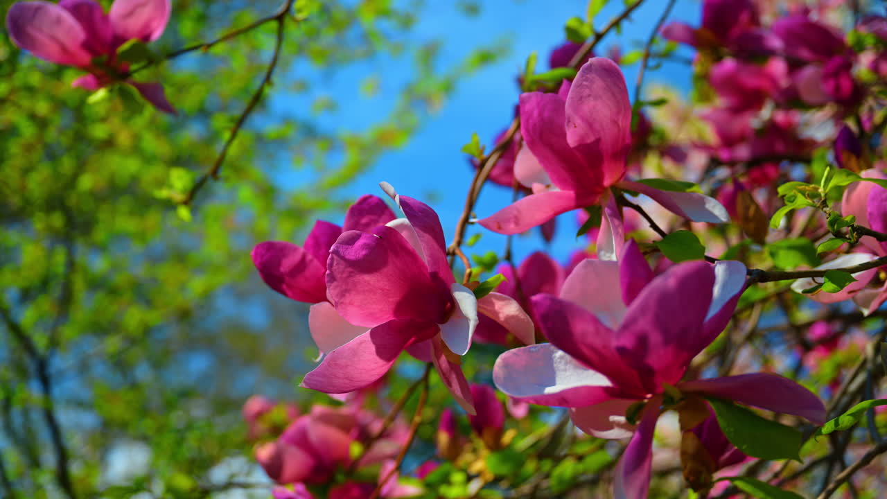 Purple saucer magnolia flowers on branch against blue sky background. Close up of vibrant purple magnolia blossoms blooming on a branch in Central Park under clear blue sky