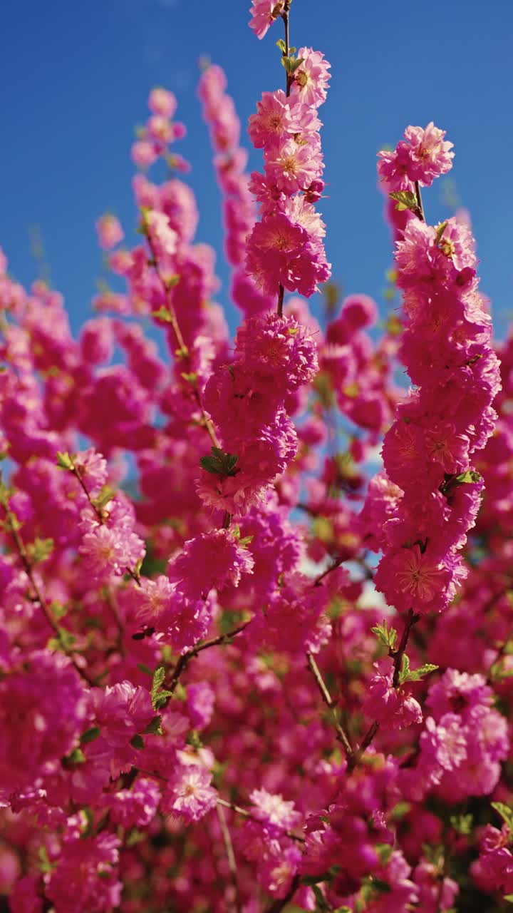 Pink Blossom Clusters Against a Blue Sky