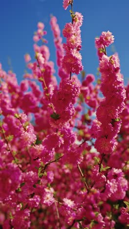 pink blossom clusters against a blue sky
