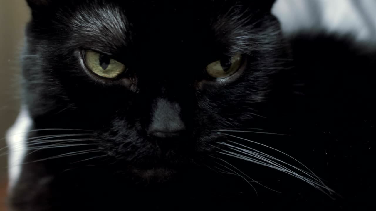 Black cat looking at camera