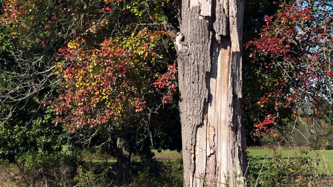 The trunk of a dead tree with peeling bark set against the autumn colours of a tree in a meadow, Worcestershire, England