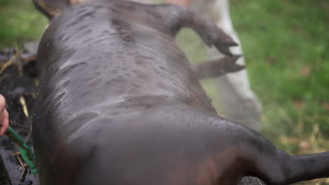 steaming hog carcass being watered after scorching the fur - close up