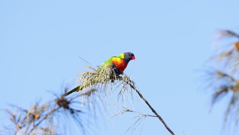 loro vibrante interactuando con su entorno