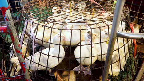 a duck rotates inside a wire cage